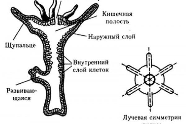 Kraken тор k2tor